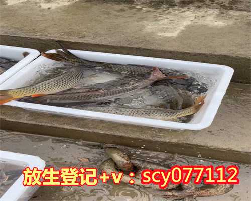 杭州适合放生鱼的河流是哪条，杭州佛教协会会长、杭州灵隐寺监院光泉法师即